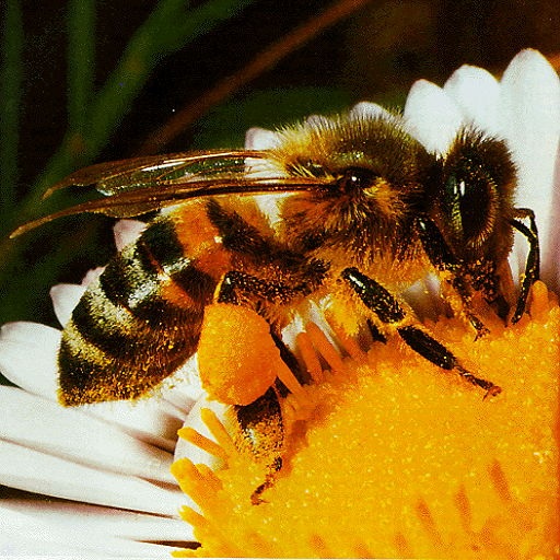 راهنمای پرورش زنبور عسل آموزشگاه آنلاین اکسیژن 2